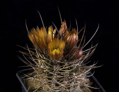 Close up of a Cactus in a pot , with flowers isolated in a black backgroundの写真素材