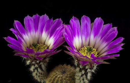 Close up of a Cactus in a pot , with flowers isolated in a black backgroundの写真素材