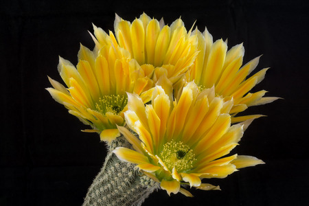 Close up of a Cactus in a pot , with flowers isolated in a black backgroundの写真素材