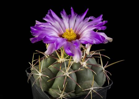 Close up of a Cactus in a pot , with flowers isolated in a black backgroundの写真素材