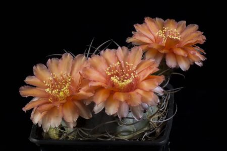 Close up of a Cactus in a pot , with flowers isolated in a black backgroundの写真素材