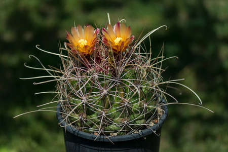 Close up of a Cactus in a pot , with flowers isolated in a black background