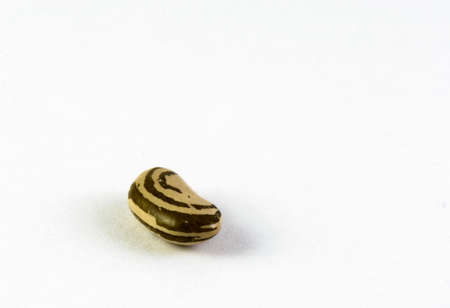 a Lonely bean isolated on a white background.