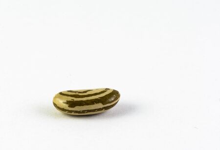 a Lonely bean isolated on a white background.の写真素材