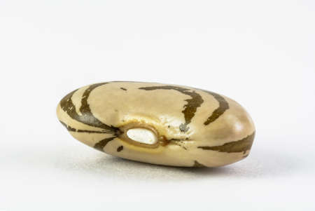 a macro photo of a lonely dry bean from Smollian village in Bulgaria , isolated on a white background.の写真素材