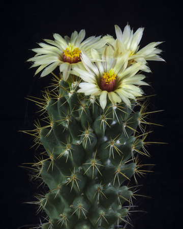 Blooming cactus Coryphantha isolated on black backgroundの写真素材