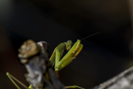 praying mantis on a branch against blurry backgroundの写真素材