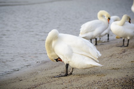 Swan with opened wings walking on the beachの写真素材