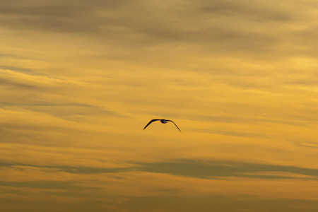 Single seagull flying in a vibrant yellow skyの写真素材