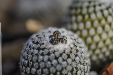 cactus Turbinicarpus valdezianus buds against blurry backgroundの写真素材