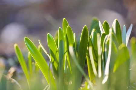 new leaves of Narcissus taking the sunの写真素材