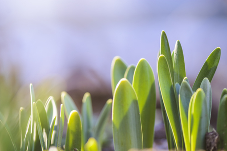 new leaves of Narcissus taking the sunの写真素材