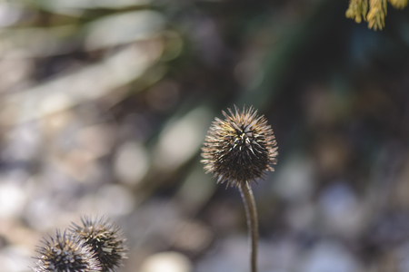 Dried Echinacea on a blurry background , place for text