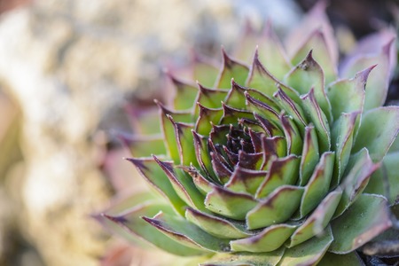succulent plant Sempervivum against a blurry backgroundの写真素材