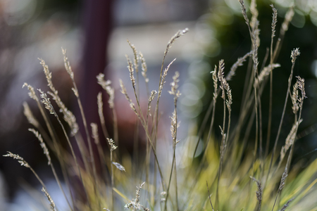 abstract dried yellow grasses against blurry backgroundの写真素材