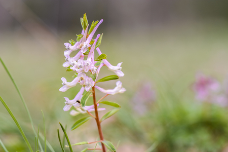 Close up of Corydalis bulbosa flower , against blurry backgroundの写真素材