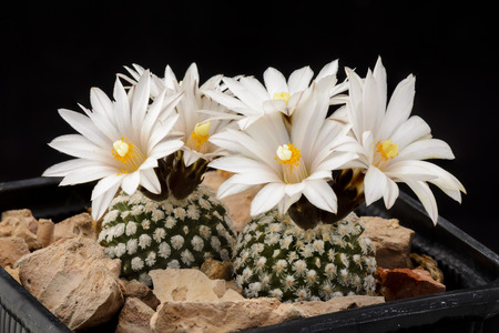 Cactus Turbinicarpus valdezianus albiflorus with flower isolated on Black.の写真素材