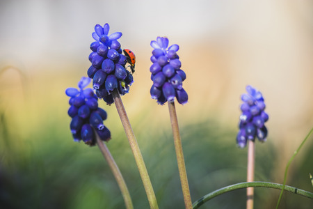 Close up of Muscari flower with ladybug on it , against blurry dreamy backgroundの写真素材