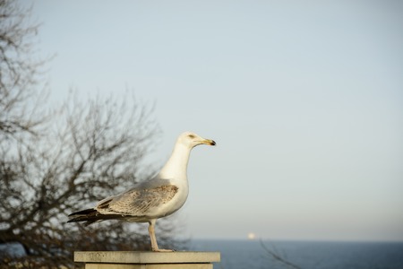 Seagull on a wall against the sea and horizonの写真素材