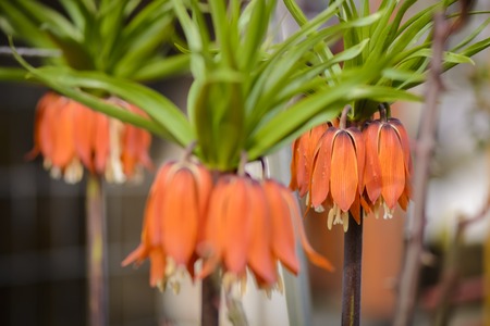 close up of a Fritillaria flowers , blurry backgroundの写真素材