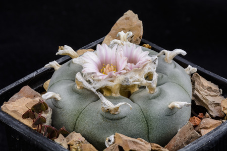 Cactus Lophophora williamsii with flower isolated on Blackの写真素材