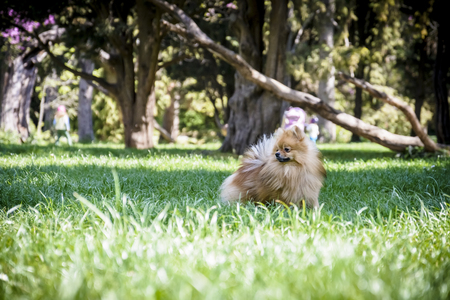 German spitz playing with a wooden branch in a parkの写真素材