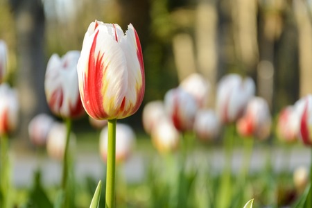 bi color white and red tulips, background of tulipsの写真素材