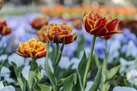 Tulip red and yellow with fringed edges in a parkの写真素材