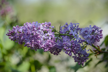 Close up of a Lilac branch with flowers against blurry background