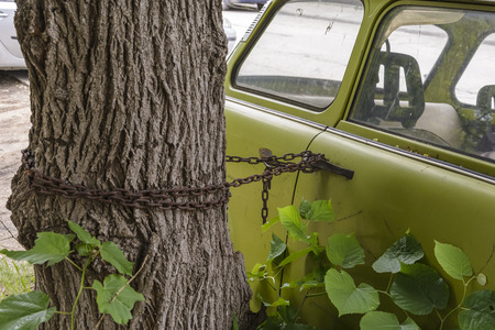 old green car locked with chain on a treeの写真素材