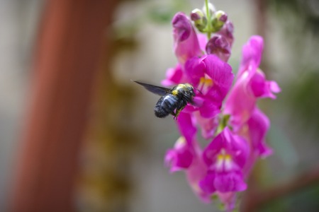 bumble bee flying to a gladioli flower for for the nectar