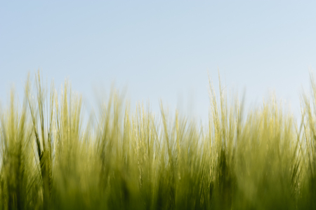 Blurry abstract background of young wheat plants