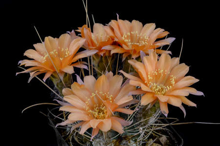 Cactus Lobivia pentlandii  with flower isolated on Blackの写真素材