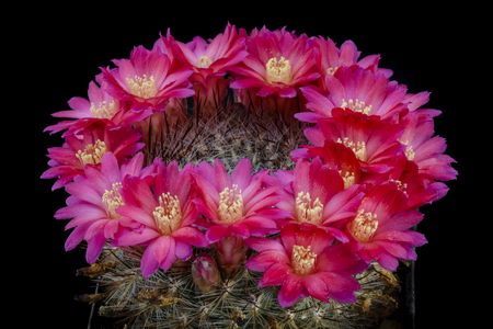 Cactus Sulcorebutia bicolorispina with flower isolated on Blackの写真素材