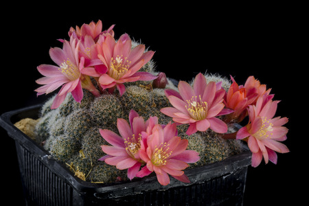 Cactus Aylostera june with flower isolated on Blackの写真素材