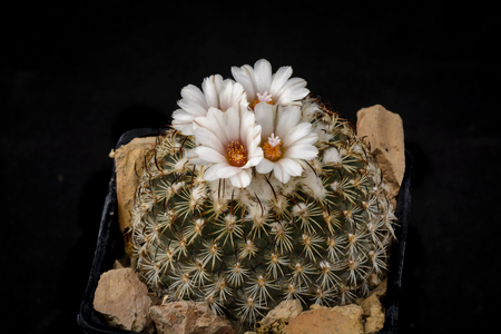 Cactus Gymnocactus  with flower isolated on Blackの写真素材