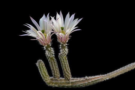 Cactus Wilcoxia waldezii with flower isolated on Blackの写真素材