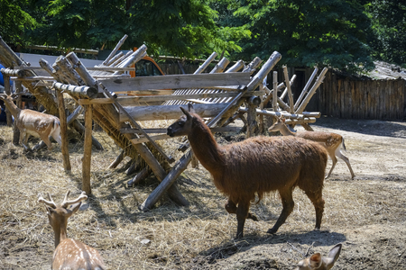 llama on a zoo enclosure, one brown lama aloneの写真素材