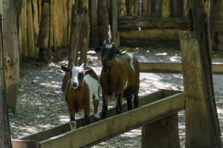 Goat on the top of a pile of Woodの写真素材