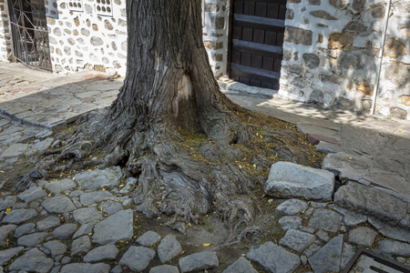 big tree root on a cobblestone street, broken street pavementの写真素材