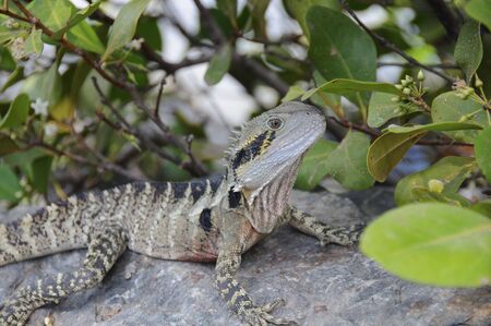 Lizard sitting on a rockの写真素材
