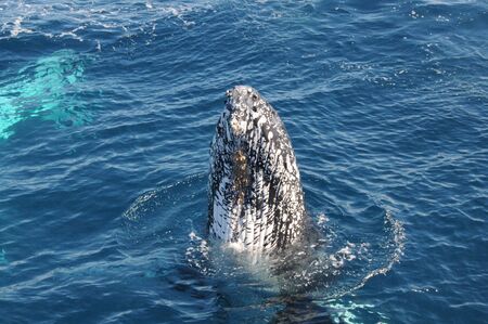Humpback Whale off the coast of Queenslandの写真素材