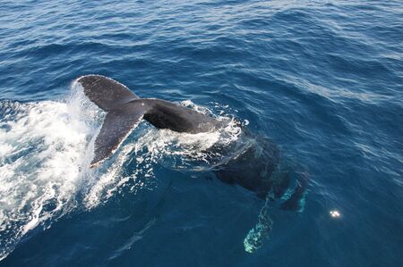 Humpback Whale diving off the coast of Queenslandの写真素材