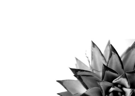 Black and white succulent plant photography for background or wallpaperの写真素材