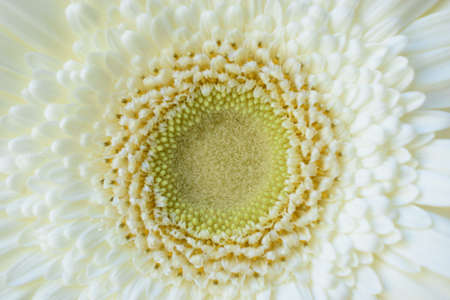 Beautiful soft Gerbera African Daisy flower close-up photography