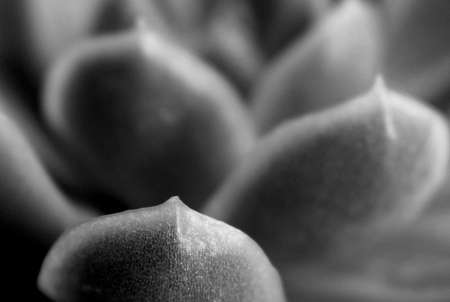 Beautiful Black and White Close Up Succulent Photography for Background and Wallpaperの写真素材