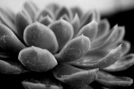 Beautiful Black and White Close Up Succulent Photography for Background and Wallpaperの写真素材