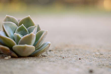 Beautiful, Soft & Colourful Succulent Photography with Green and Pink for Background and Wallpaperの写真素材