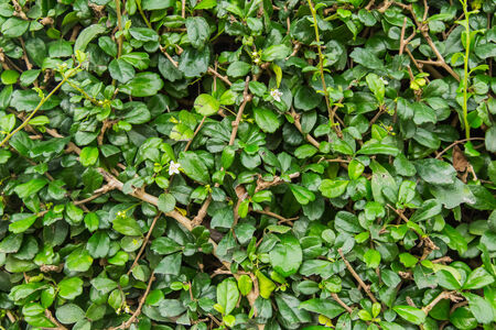 Trees backgroundの写真素材