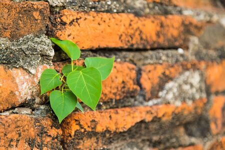Tree on the wallの写真素材